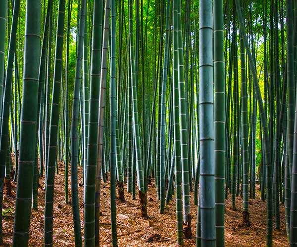 Walking path through the famous bamboo forest in Arashiyama Kyoto