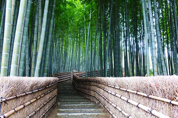 Arashiyama Bamboo Grove in Kyoto with tall green bamboo surrounding the walking path