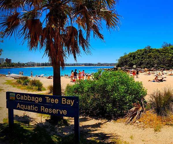 Manly Beach Sydney with Norfolk Island pine trees