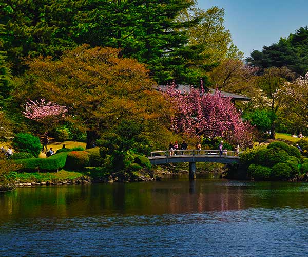 Seasonal trees and open lawns inside Kyoto Gyoen National Garden