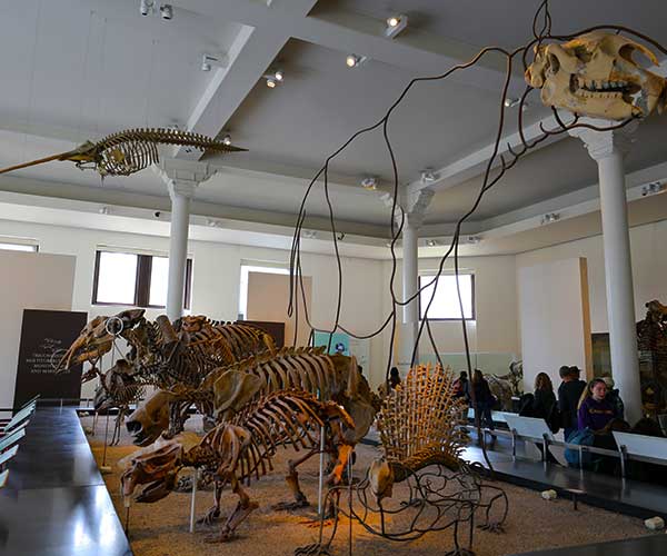 Rose Center for Earth and Space at the American Museum of Natural History