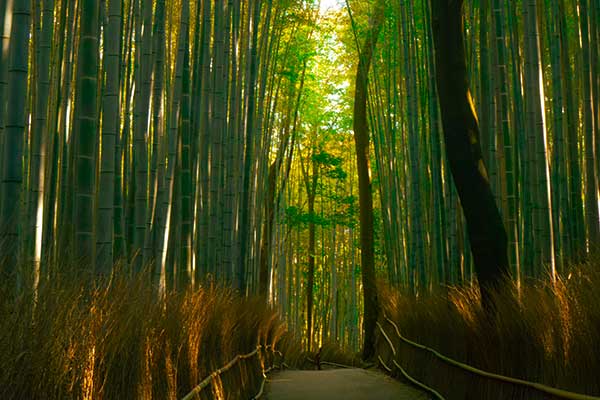 Best Bamboo Forests in Kyoto