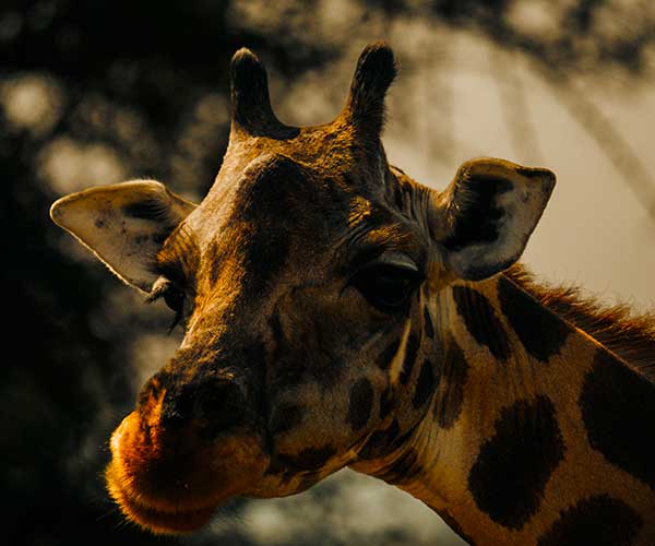 Safari photography from a vehicle in the Masai Mara