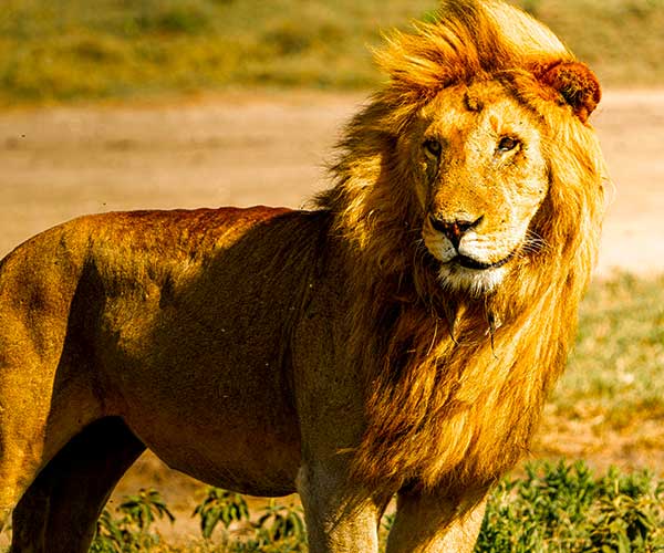 Wildlife photography equipment for an African safari